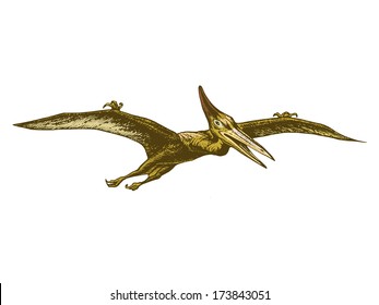 hand drawn, vector, sketch illustration of pterodactyl