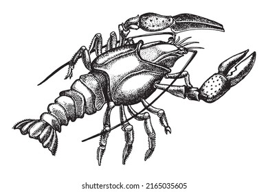 Hand drawn vector sketch illustration of Lobster.