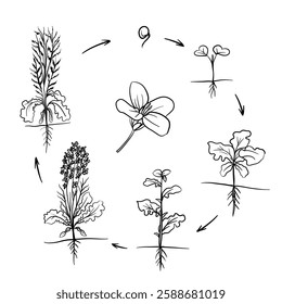 Hand drawn vector sketch illustration Line art, Life cycle of canola plant, Growth stages from seed to flowering and fruiting plant isolated on white background