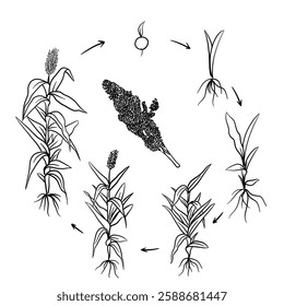 Hand drawn vector sketch illustration Line art, Life cycle of Sorghum plant, Growth stages from seed to flowering and fruiting plant isolated on white background
