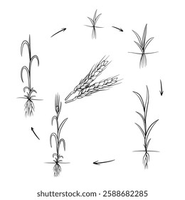 Hand drawn vector sketch illustration Line art, Life cycle of Barley  plant, Growth stages from seed to flowering and fruiting plant isolated on white background