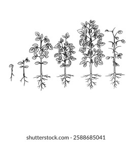 Hand drawn vector sketch illustration Line art, Growth stages of Soybean plant, Growth stages from seed to flowering and fruiting plant isolated on white background