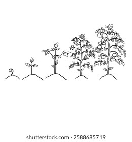 Hand drawn vector sketch illustration Line art, Growth stage of Tomato plant, Growth stages from seed to flowering and fruiting plant isolated on white background
