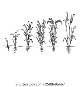 Hand drawn vector sketch illustration Line art, Life cycle of rice or paddy plant, Growth stages from seed to flowering and fruiting plant isolated on white background