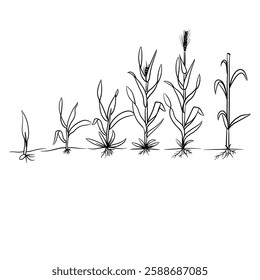 Hand drawn vector sketch illustration Line art, Growth stage of wheat plant, Growth stages from seed to flowering and fruiting plant isolated on white background
