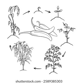 Hand drawn vector sketch illustration Line art, Life cycle of Chili plant, Growth stages from seed to flowering and fruiting plant isolated on white background