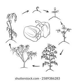 Hand drawn vector sketch illustration Line art, Life cycle of Paprica or  red bell pepper plant, Growth stages from seed to flowering and fruiting plant isolated on white background