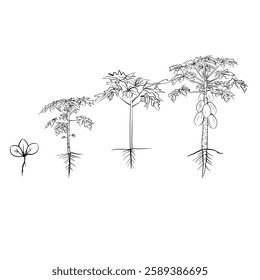 Hand drawn vector sketch illustration Line art, Growth stage of papaya plant, Growth stages from seed to flowering and fruiting plant isolated on white background