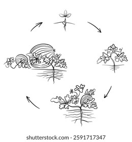 Hand drawn vector sketch illustration Line art, Life cycle of Watermelons plant, Growth stages from seed to flowering and fruiting plant isolated on white background