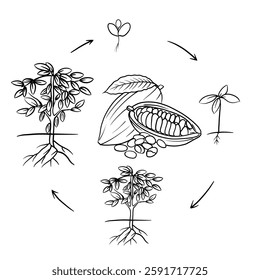 Hand drawn vector sketch illustration Line art, Life cycle of Cacao or chocolate plant, Growth stages from seed to flowering and fruiting plant isolated on white background