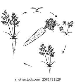 Hand drawn vector sketch illustration Line art, Life cycle of Carrot plant, Growth stages from seed to flowering and fruiting plant isolated on white background