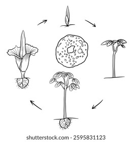 Hand drawn vector sketch illustration Line art, Life cycle of Konjac plant, Growth stages from seed to flowering and fruiting plant isolated on white background