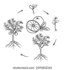 Hand drawn vector sketch illustration Line art, Life cycle of Oranges plant, Growth stages from seed to flowering and fruiting plant isolated on white background