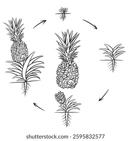 Hand drawn vector sketch illustration Line art, Life cycle of Pineapple plant, Growth stages from seed to flowering and fruiting plant isolated on white background