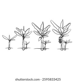 Hand drawn vector sketch illustration Line art, Growth stage of rice or banana plant, Growth stages from seed to flowering and fruiting plant isolated on white background