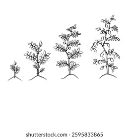 Hand drawn vector sketch illustration Line art, Growth stage of Chickpeas plant, Growth stages from seed to flowering and fruiting plant isolated on white background