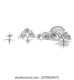 Hand drawn vector sketch illustration Line art, Growth stage of Watermelons plant, Growth stages from seed to flowering and fruiting plant isolated on white background