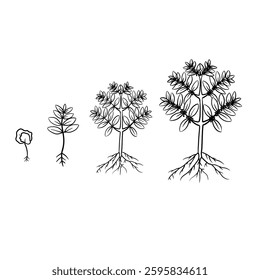 Hand drawn vector sketch illustration Line art, Growth stage of Coffee plant, Growth stages from seed to flowering and fruiting plant isolated on white background