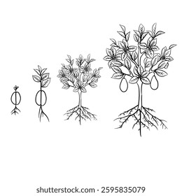 Hand drawn vector sketch illustration Line art, Growth stage of  Avocado plant, Growth stages from seed to flowering and fruiting plant isolated on white background