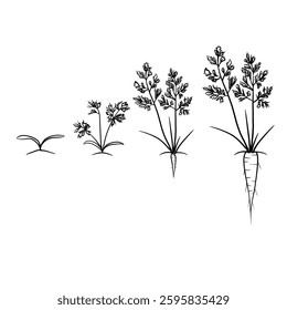 Hand drawn vector sketch illustration Line art, Life cycle of Carrot plant, Growth stages from seed to flowering and fruiting plant isolated on white background
