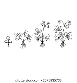 Hand drawn vector sketch illustration Line art, Growth stage of Strawberry plant, Growth stages from seed to flowering and fruiting plant isolated on white background
