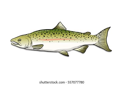 Hand Drawn Vector Sketch Illustration Salmon Stock Vector (royalty Free 