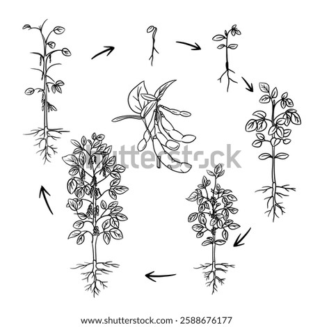 Hand drawn vector sketch illustration Line art, Life cycle of Soybean plant, Growth stages from seed to flowering and fruiting plant isolated on white background