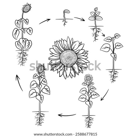 Hand drawn vector sketch illustration Line art, Life cycle of sunflower plant, Growth stages from seed to flowering and fruiting plant isolated on white background