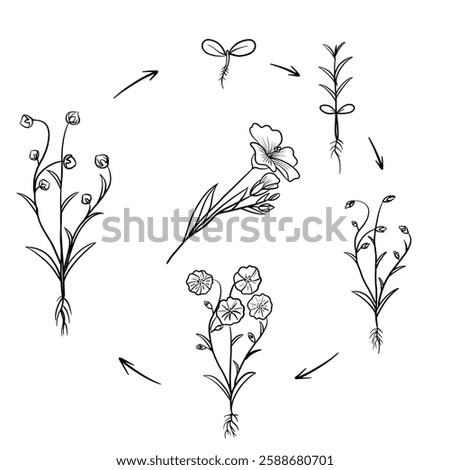 Hand drawn vector sketch illustration Line art, Life cycle of flax plant, Growth stages from seed to flowering and fruiting plant isolated on white background