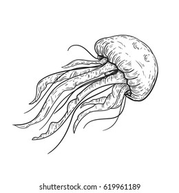 Jellyfish Vector Line Drawing High Res Stock Images Shutterstock