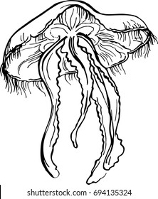 Hand drawn vector sketch of jellyfish. Isolated on white background. Marine theme. Template for greeting card, postcard, print, coloring page.