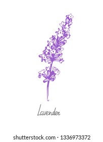 Hand drawn vector sketch of lavender branch.