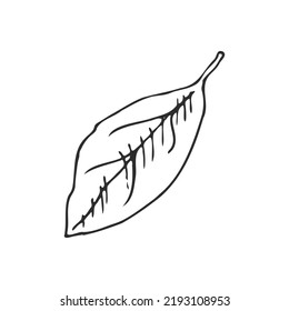 Hand drawn vector sketch of lemon leaf.  Great for poster, menu or label.