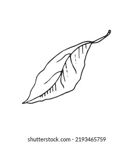 Hand drawn vector sketch of lemon leaf.  Great for poster, menu or label.