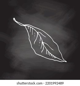 Hand drawn vector sketch of lemon leaf.  White sketch isolated on black chalkboard. Icons and elements for print, label.