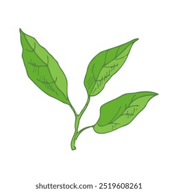 Hand drawn vector sketch of lemon leaves.  Great for poster, menu or label.