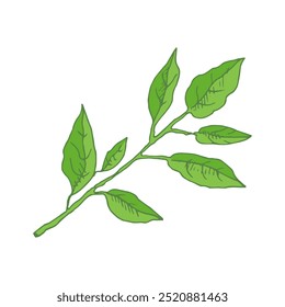 Hand drawn vector sketch of lemon tree branch with  leaves.  Great for poster, menu or label.