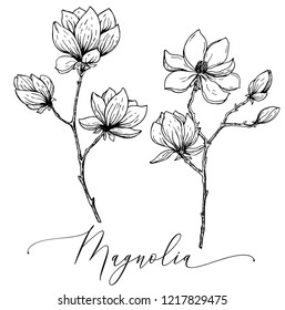 Hand Drawn Vector Sketch of Magnolia Flowers. Blossoming Magnolia Floral Elements for Design. Coloring Pages Tamplate.