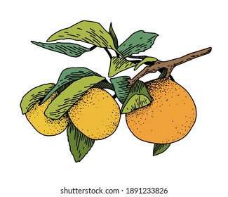 Hand drawn vector sketch with a mandarin or lemon branch. Citrus tree branch with leaves and fruits.  Color sketch.