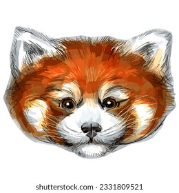 Hand drawn vector sketch marker illustration of red panda portrait isolated on white.