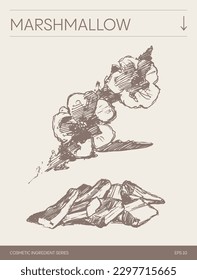 Hand drawn vector sketch of Marshmallow, botanical illustration