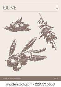Hand drawn vector sketch of Olive, botanical illustration