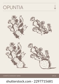 Hand drawn vector sketch of 
Opuntia, botanical illustration