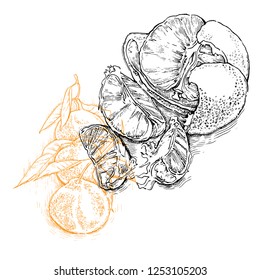 Hand drawn vector sketch of orange. Orange juice. Orange products.