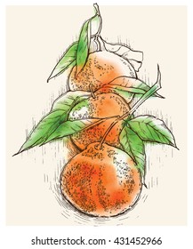 Hand drawn vector sketch of orange. Orange juice. Orange products. Mandarine. Tangerine. Clementine.