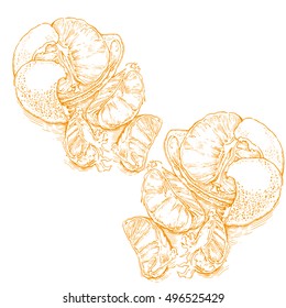 Hand drawn vector sketch of orange. Orange juice. Orange products.