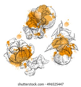 Hand drawn vector sketch of orange. Orange juice. Orange products.