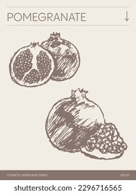 Hand drawn vector sketch of Pomegranate, botanical illustration