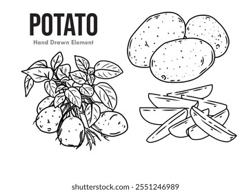 Hand drawn vector sketch potato. Peeled potatoes, whole potatoes and potato plants. Cassava, Agriculture, Agricultural Products, Food menu design, Vegetables, carbohydrates
