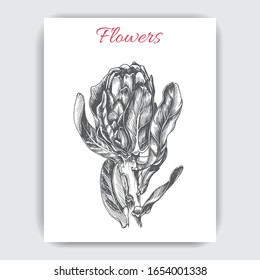 Hand drawn vector sketch protea.